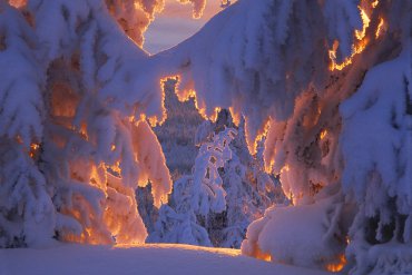 Чудеса Якутской зимы. Январь. Якутия. Оймяконский район. — Якутия — фотограф Владимир Рябков