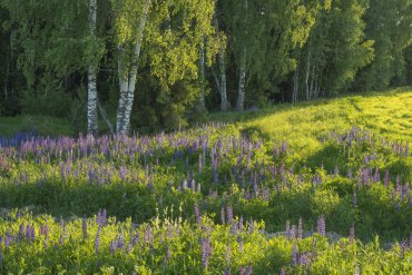 Нижегородская область — Нижегородская область — фотограф Владимир Рябков