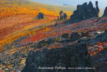Чудесная гармония цвета между красными кустарниками, огненно-рыжими лиственницами и мрачными вздыбившимися останцами. Золотая осень в Оймяконском районе скоротечна. Числа 7-9 сентября краски начинают тускнеть. — Полюс холода – Оймяконье — фотограф Владимир Рябков