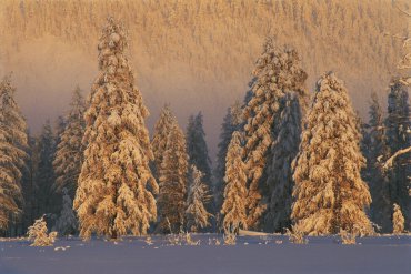 В долине реки Неры. Январь. Якутия. Оймяконский район — Якутия — фотограф Владимир Рябков