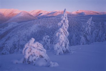 Молодые лиственнички, укрытые зимней изморозью. Январь. Якутия. Оймяконский район. — Якутия — фотограф Владимир Рябков