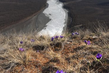 Река Индигирка — Река Индигирка — фотограф Владимир Рябков
