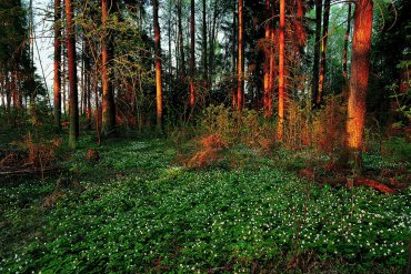 Подмосковье — Подмосковье — фотограф Владимир Рябков