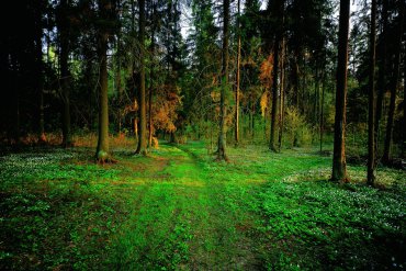 Подмосковье — Подмосковье — фотограф Владимир Рябков